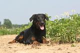 BEAUCERON 050